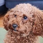 お客様のペットちゃん写真