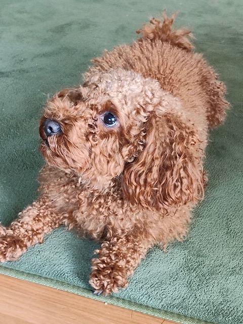 ルームアゲートクリーン
お客様のペットちゃんを紹介
のお知らせ。