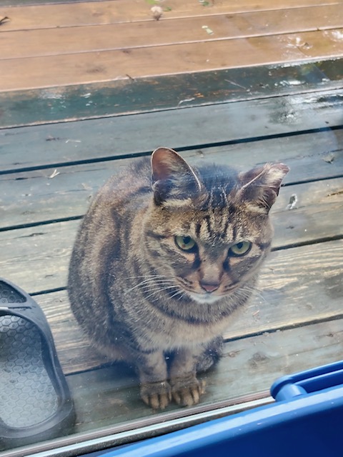 ルームアゲートクリーン
時津町にお住いのお客様ペットちゃん紹介