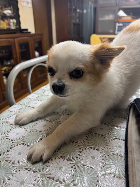 久留米市のお客様のペットちゃん写真