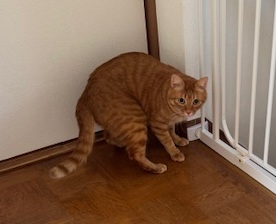 お客様の猫ちゃん