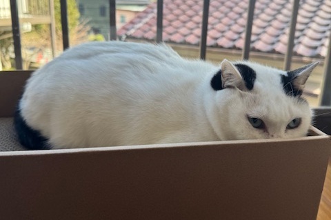 お客様の猫ちゃん